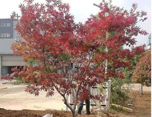 日本紅楓
